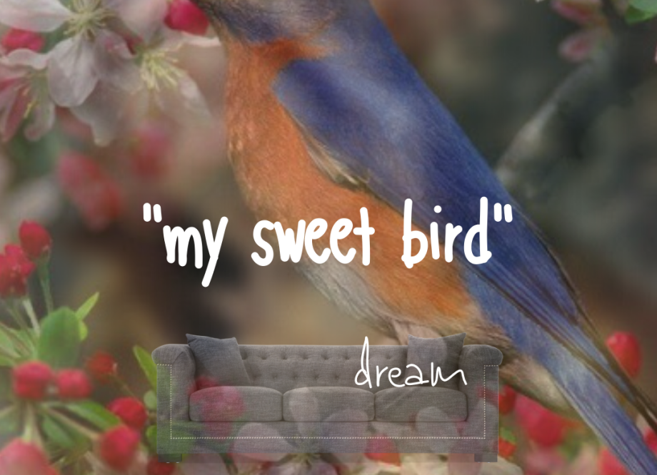 my sweet bird